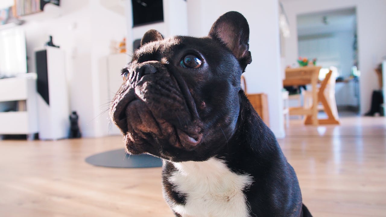 Cute French Bulldog sitting inside a bright room, looking upwards.