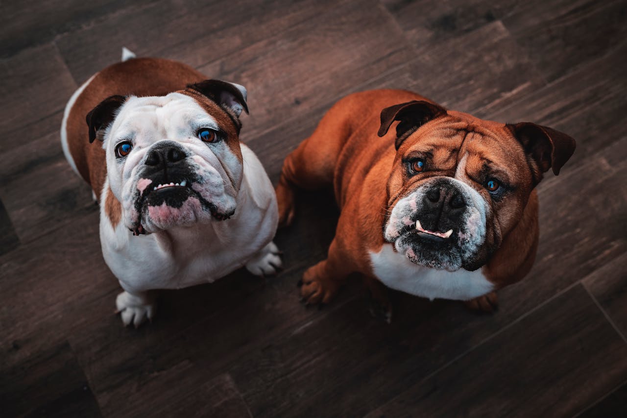 Two cute English Bulldogs looking up on a wooden floor indoors, captured in São Paulo.